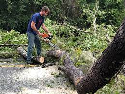 Best Arborist Consultation Services  in Cayce, SC