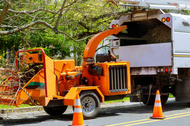 Professional Tree Services in Cayce, SC