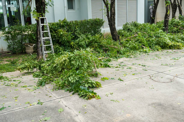 Best Organic Lawn Care Solutions  in Cayce, SC