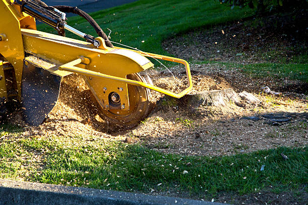 Best Sod Installation  in Cayce, SC