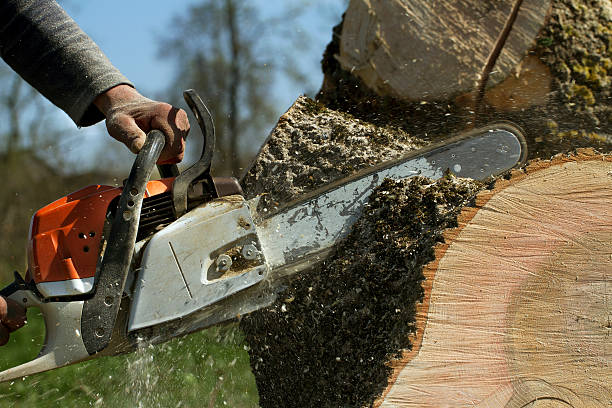 Best Hazardous Tree Removal  in Cayce, SC